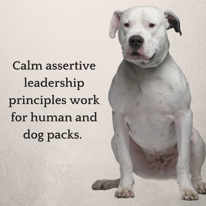 calm assertive leadership