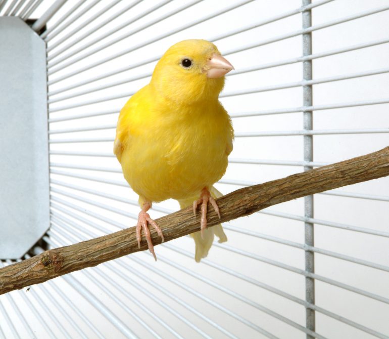 canary